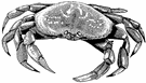 Crab