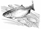 Alaska King Salmon