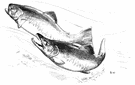 Coho