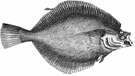 Flounder