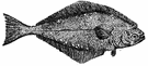 halibut